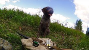 ОХОТА С ДРАТХААРОМ. Перепелиный дебют!ПЕРВОЕ ПОЛЕ