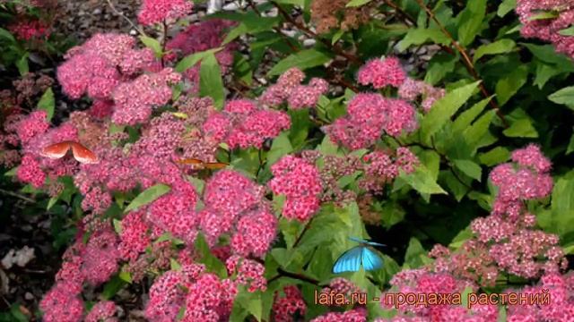 Спирея японская Фробели (spiraea japonica froebelii) ? обзор: как сажать, саженцы спиреи Фробели