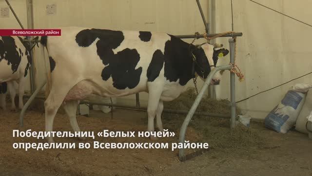 Победительниц «Белых ночей» определили во Всеволожском районе