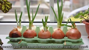 Как вырастить лук на подоконнике: пошаговая инструкция