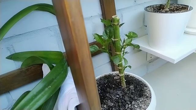 Привет осени!Красота зеленой лоджии.25.08.21 Часть 10. смотреть онлайн