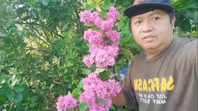 Pink Macapuno Bougainvillea смотреть онлайн