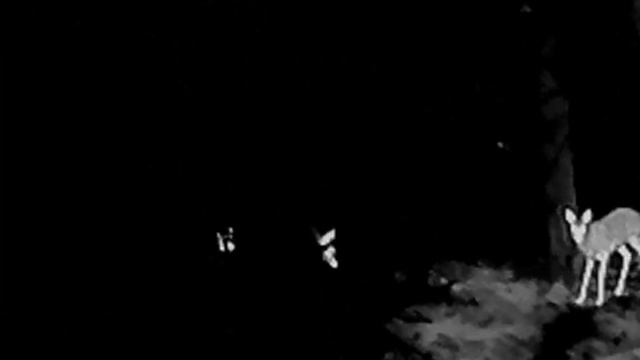 Тепловизионный прицел Arkon Alfa II ST25