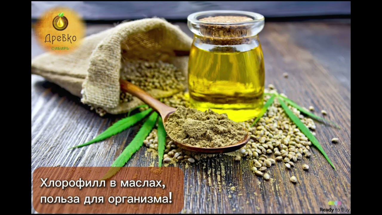 Хлорофилл в маслах польза для организма, магазин Древко на RTB