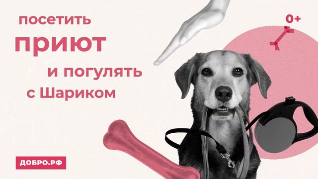 Помощь животным