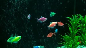 Тернеции и барбусы.