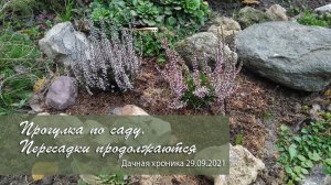 Прогулка по саду. Пересадки продолжаются  | Дача как есть. Хроника 29.09.2021.
