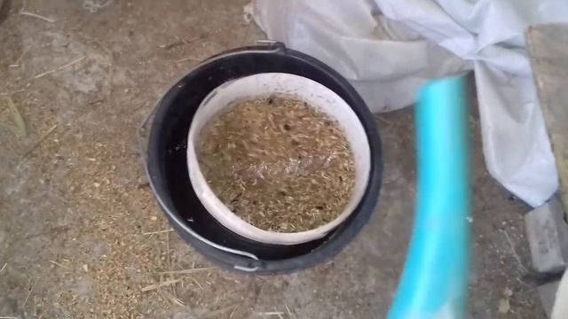 БЕЛКОВАЯ  ПОДКОРМКА  НА  400  КУР. проращиваем зерно без хлопот