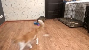 Нутрия дома