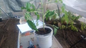 Как вырастить крепкую рассаду томатов необычным методом Как сформировать куст томата.