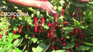 Смородина красная и чёрная. Ягоды и саженцы. Хозяйство Crimea.Malina. Крым