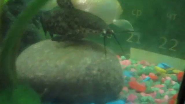 Подбор рыбок в аквариум для новичков. смотреть онлайн