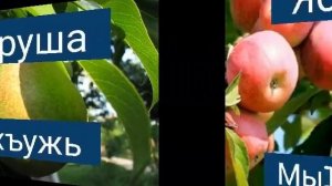 Фрукты и ягоды на кабардинском языке