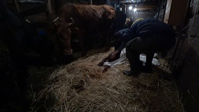 КОРОВА ОТЕЛИЛАСЬ! Первая дойка Кормление телёнка смотреть онлайн