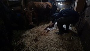 КОРОВА ОТЕЛИЛАСЬ! Первая дойка Кормление телёнка