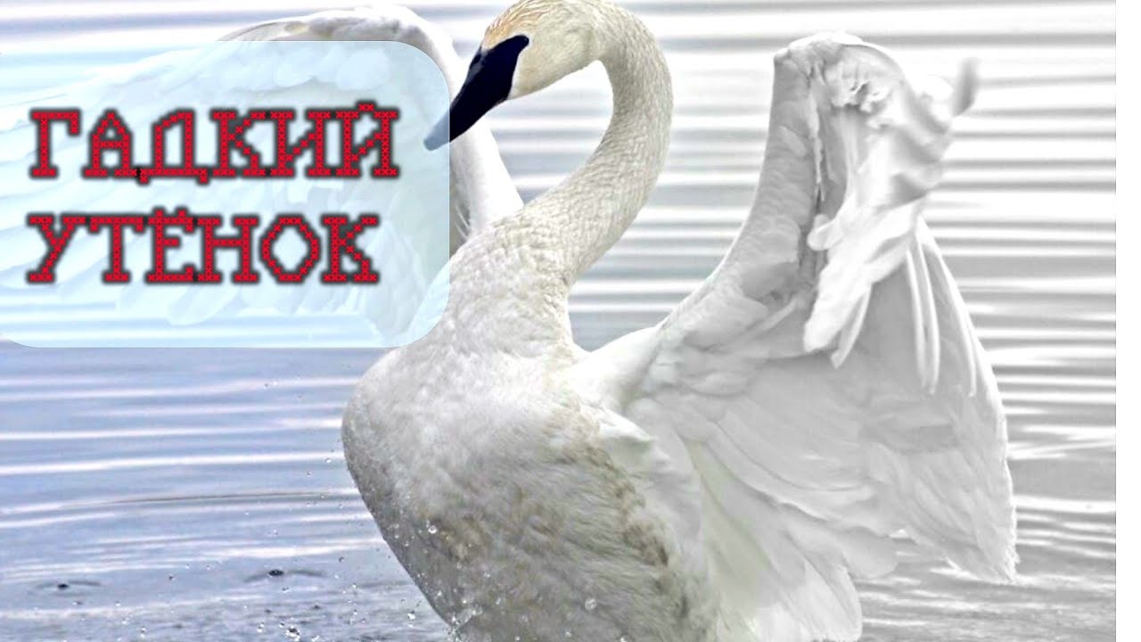 ГАДКИЙ УТЁНОК.mp4