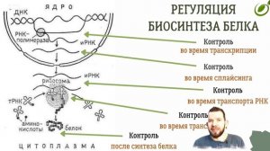 Л.24 | РЕГУЛЯЦИЯ ОБМЕННЫХ ПРОЦЕССОВ В КЛЕТКЕ | ОБЩАЯ БИОЛОГИЯ ЕГЭ