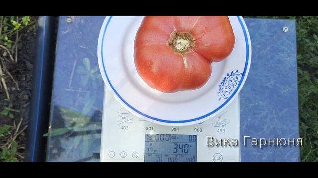 томат Клондайк