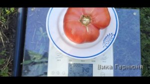 томат Клондайк