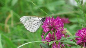 Бабочка. Боярышница  ( Aporia crataegi )