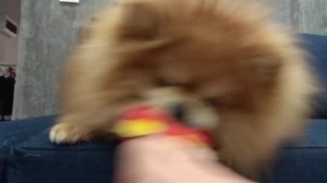 #собакен Микки рычит