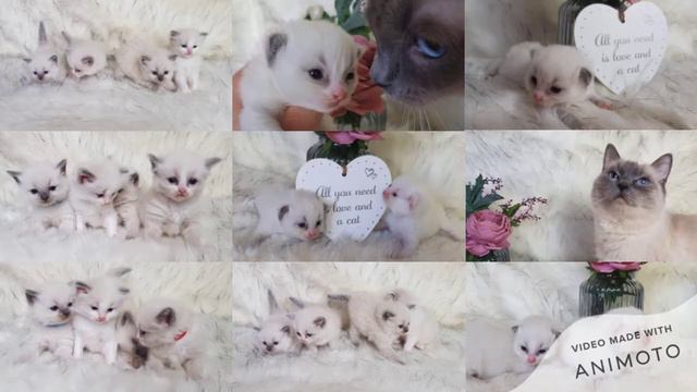 #ragdoll #breed information #cats #kittens #meow #mew #fluffy #blue #coloupoints #mitted #bicolour смотреть онлайн