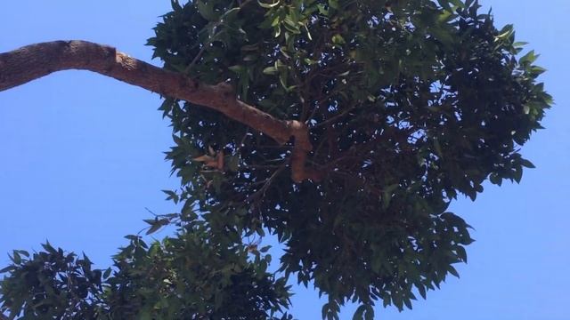 Corymbia ficifolia смотреть онлайн