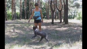 Бордер колли Рико. Ровно 4 месяца. Трюки