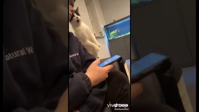 Самые милые и смешные видео из тик-тока смотреть онлайн