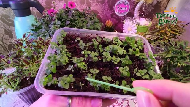 Бакопа. От посева семян до пикировки. смотреть онлайн