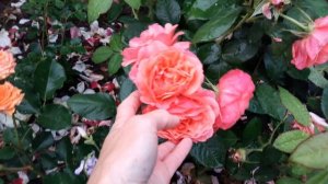 Розы после дождей. Часть 2.? Кто молодец? Моё мнение о некоторых сортах. Как растут  Мамарозы.