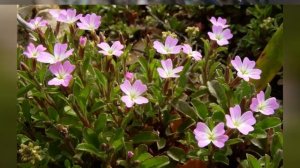 МАЛЬКОЛЬМИЯ MALCOLMIA (CHEIRANTHUS)