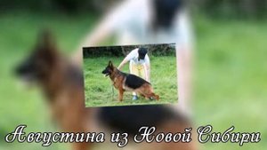 Презентация питомника из Новой Сибири