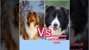 Шотландская овчарка VS бордер-колли: кто победит? Animals VS