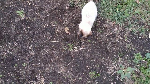 Свирепый бой кота и огромной крысы. Жесть кровь смотреть без регистрации и смс.