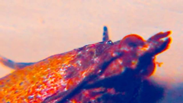 Домашняя домовая моль самая качественная макровидеосъёмка домовой моли смотреть онлайн