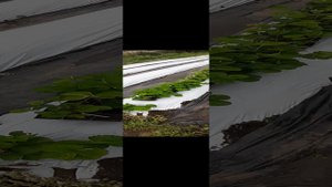 Обзор клубники на Южном Урале сорта Флорида Бьюти, Мальга, Альбион, Маригет, Брина.