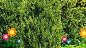 Можжевельник виргинский Канаерти. Краткий обзор, описание juniperus virginiana Canaertii