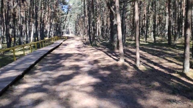 Калининград Танцующий лес. Ч.2 смотреть онлайн