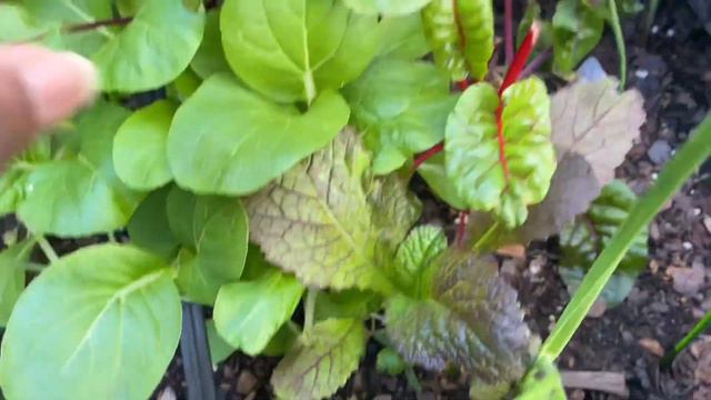 Growing A Biennial Plant for 3+ Years As A Perennial In Containers | Container Gardening смотреть онлайн