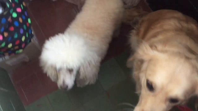 Говорящая собака! Собака и сметана смотреть онлайн