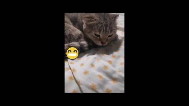 #КошкаБетти