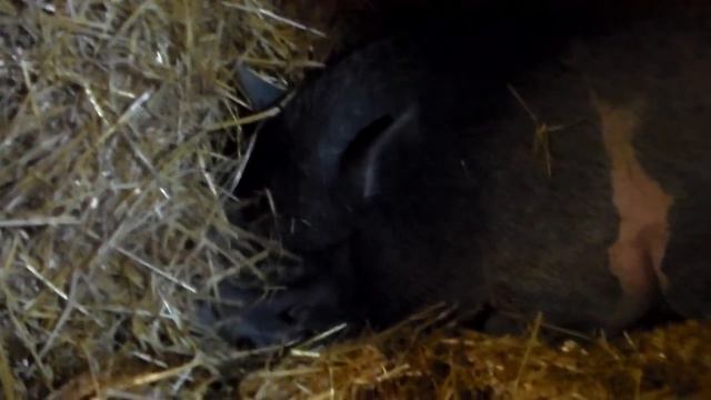 Свиноматка опоросилась 10 поросят,2 сентября 2016год. смотреть онлайн