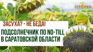 Подсолнечник по NO-till в Балаковском районе Саратовской области