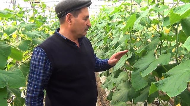 Огурец корнишон Полли. Ранние сборы с конца января. Корневое и внекорневое питание. смотреть онлайн