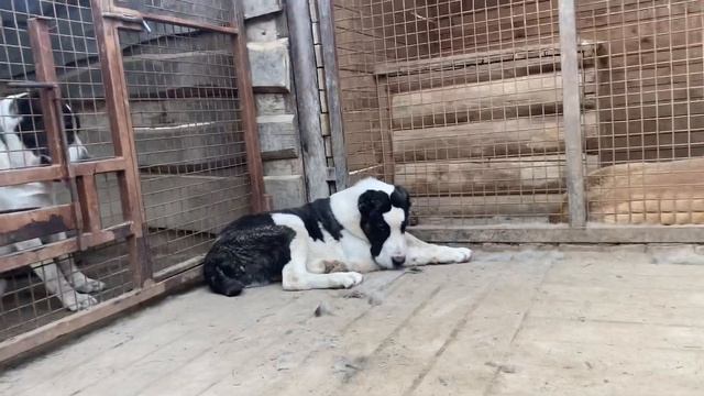 Джуля с сыном Колчаком (23.02.20 родился).Бульдозера, Топаза, Жана линии.САО/алабай.РКФ.+7915778778 смотреть онлайн