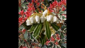 ПИЕРИС (PIERIS) сем. Вересковые