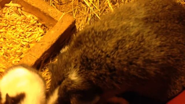 Рождение морских свинок ч.2 смотреть онлайн