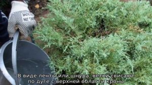 Туя западная: сорта, описание, посадка и уход