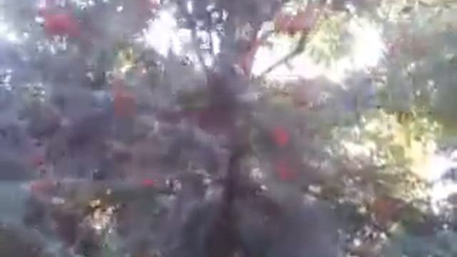 Cis pospolity, Taxus baccata L., Тис ягодный, т. европейский, смотреть онлайн